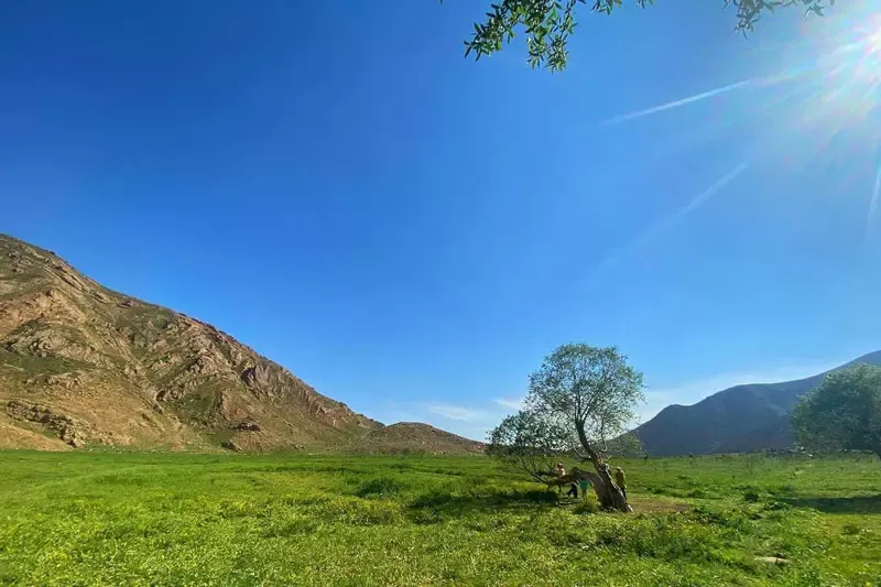دشت هویج